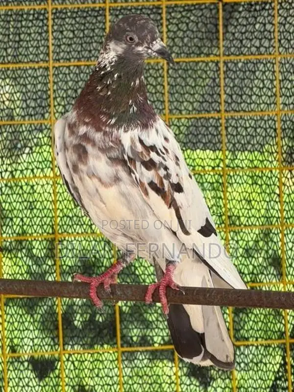 Timing Pigeons