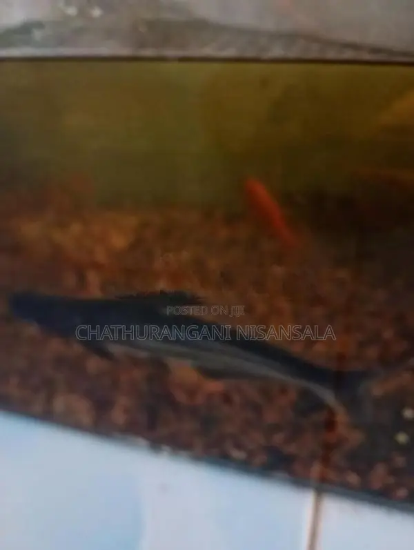 Cat Fish