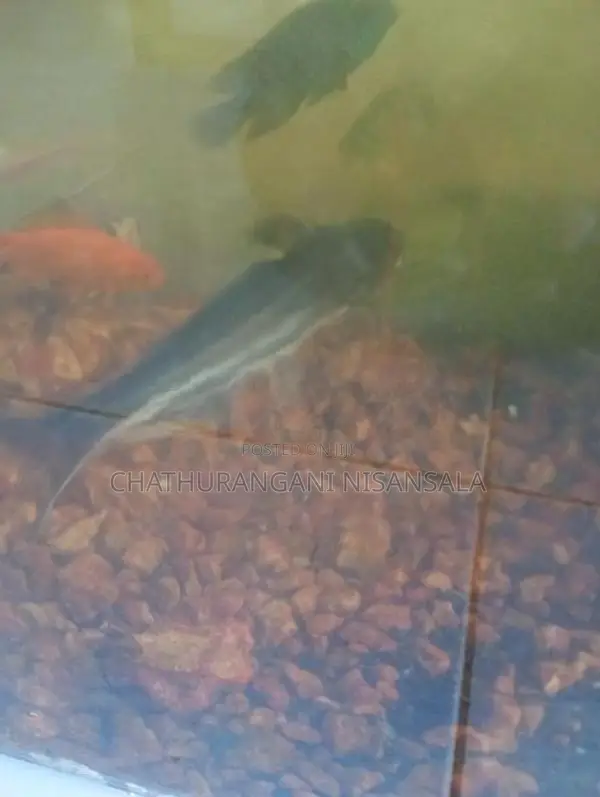 Cat Fish