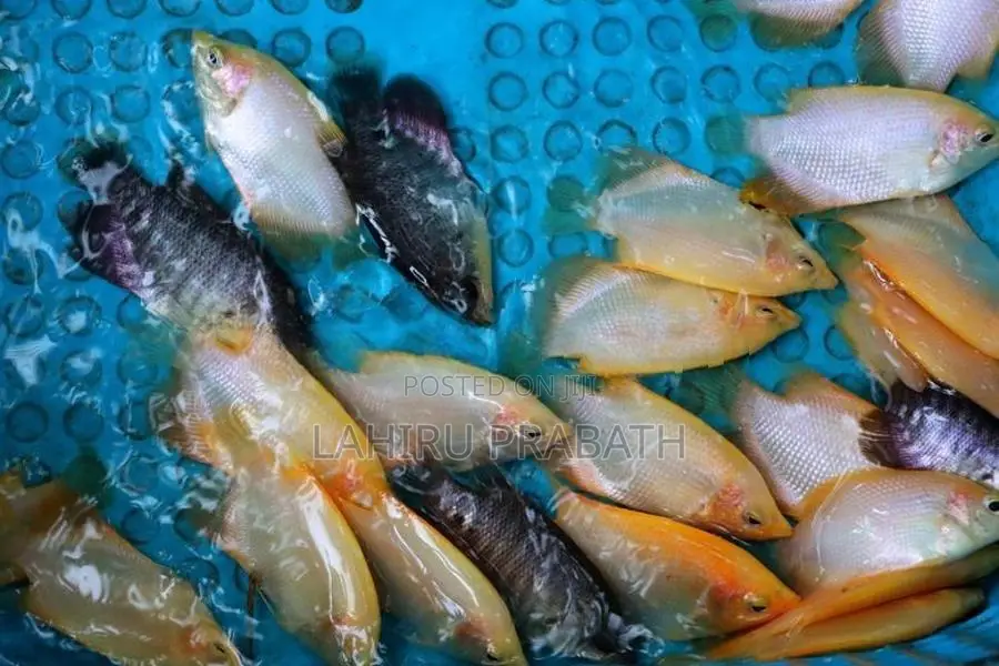 Giant Gourami Fish