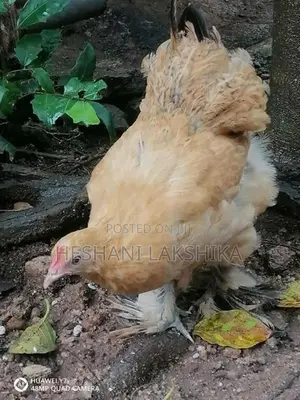 Frizzle Bantam Chicken