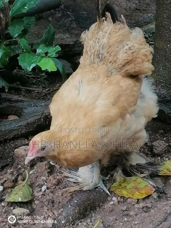 Frizzle Bantam Chicken
