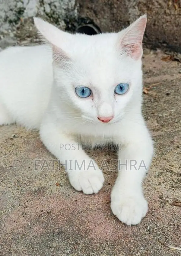 Persian mix breed