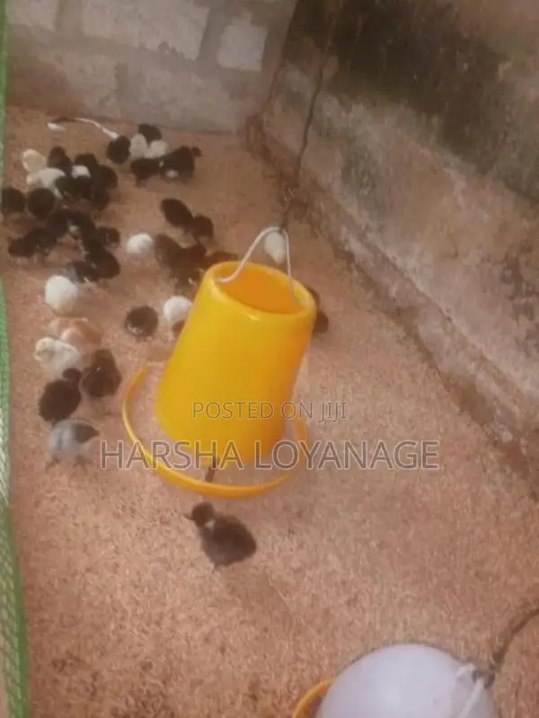 ගම් කුකුල් පැටවුන්