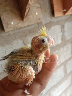 Cockatiel Birds