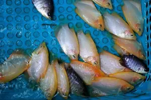 Giant Gourami Fish