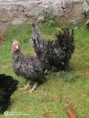 Frizzle Bantam Chicken