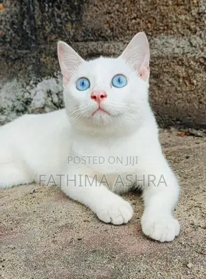 Persian mix breed