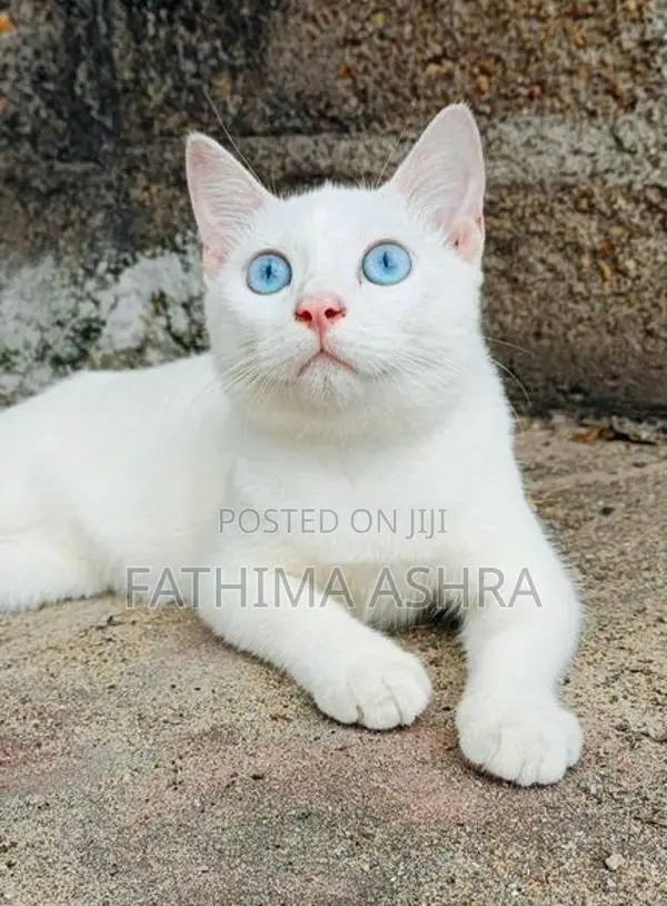 Persian mix breed