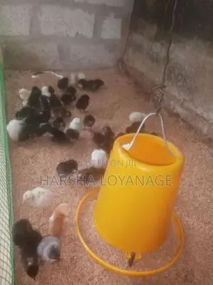 ගම් කුකුල් පැටවුන්