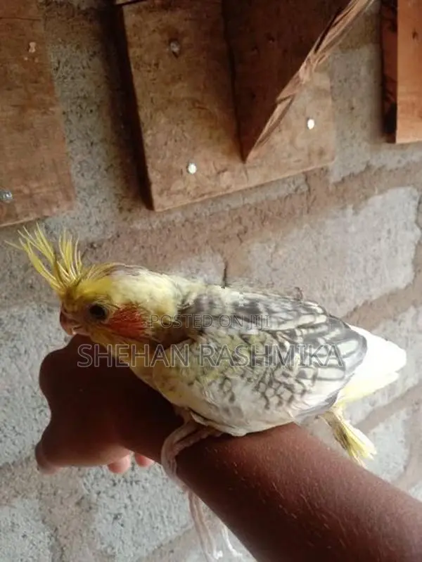 Cockatiel Birds