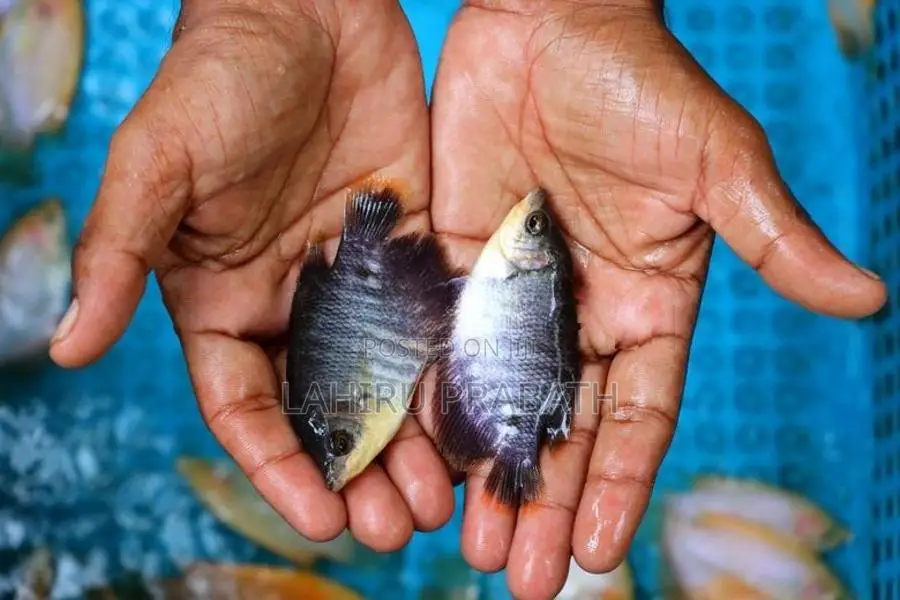Giant Gourami Fish