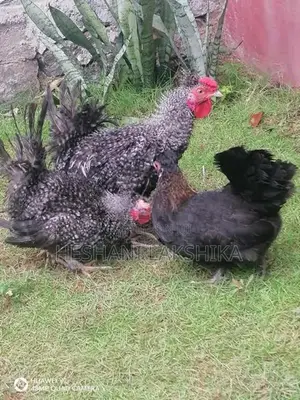 Frizzle Bantam Chicken