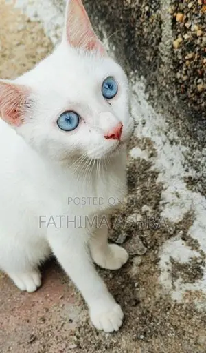 Persian mix breed