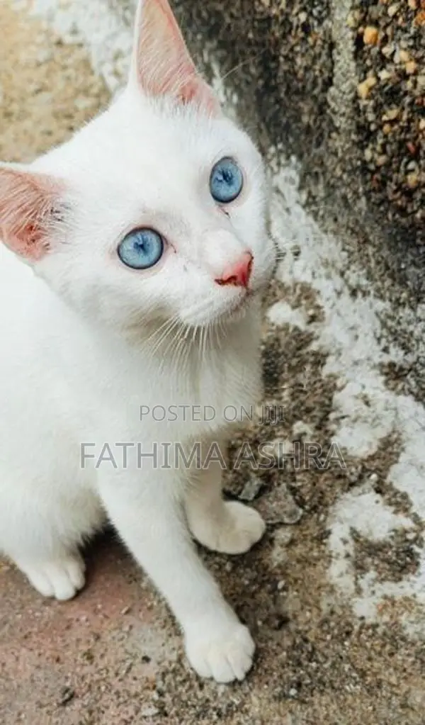 Persian mix breed