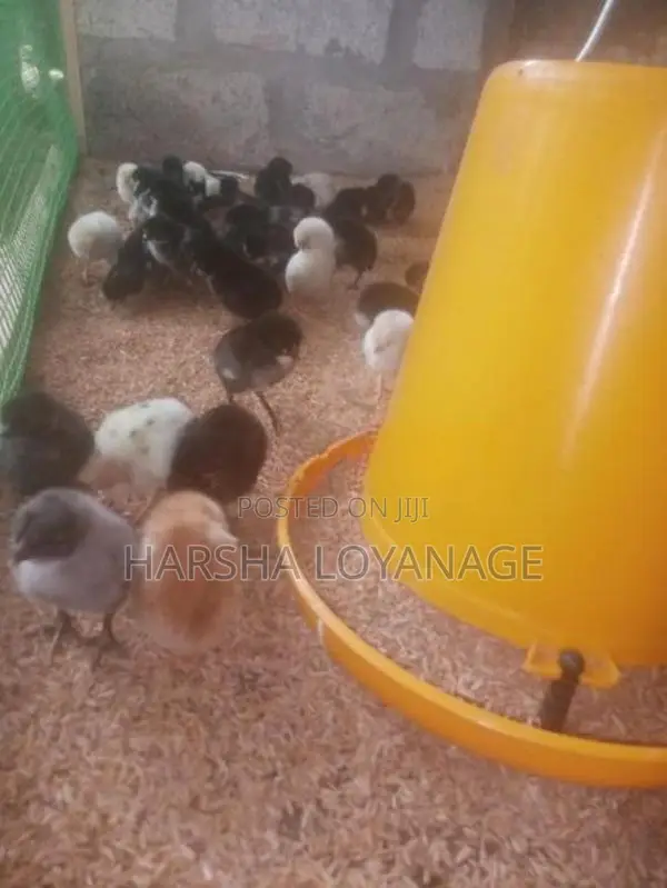 ගම් කුකුල් පැටවුන්