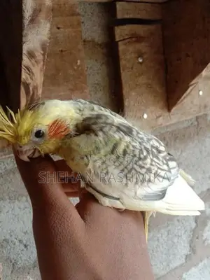 Cockatiel Birds