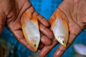 Giant Gourami Fish
