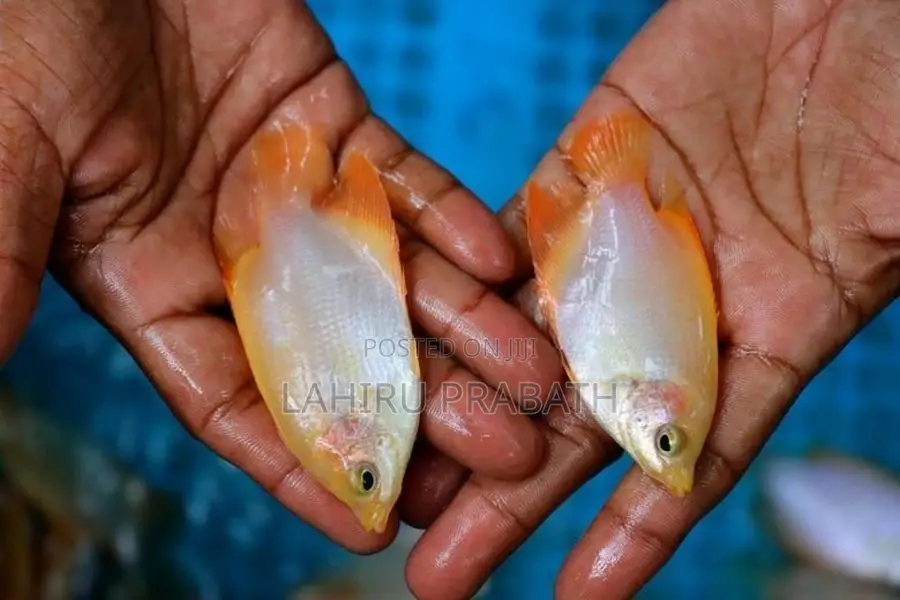 Giant Gourami Fish