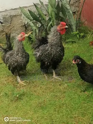 Frizzle Bantam Chicken