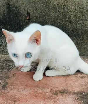 Persian mix breed