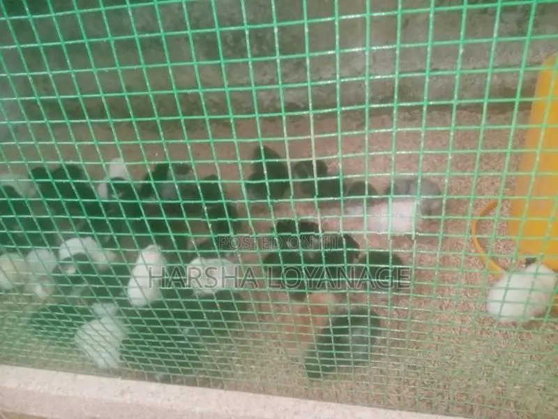 ගම් කුකුල් පැටවුන්