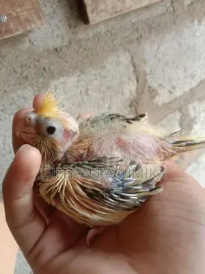 Cockatiel Birds
