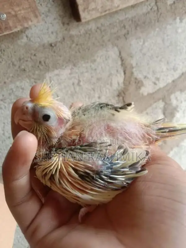 Cockatiel Birds