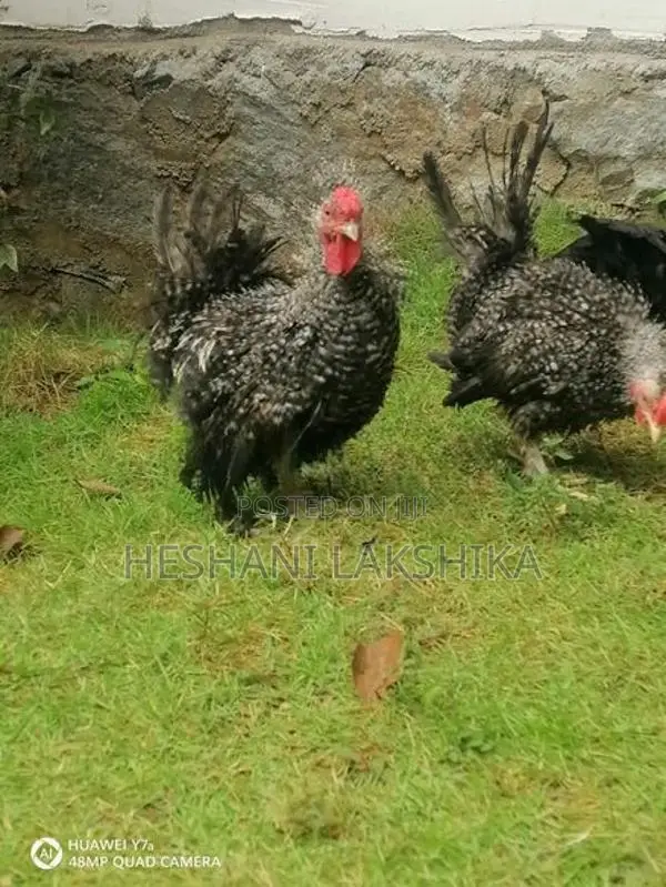 Frizzle Bantam Chicken