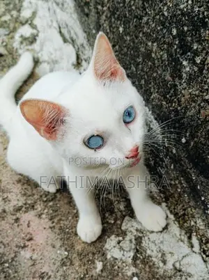 Persian mix breed