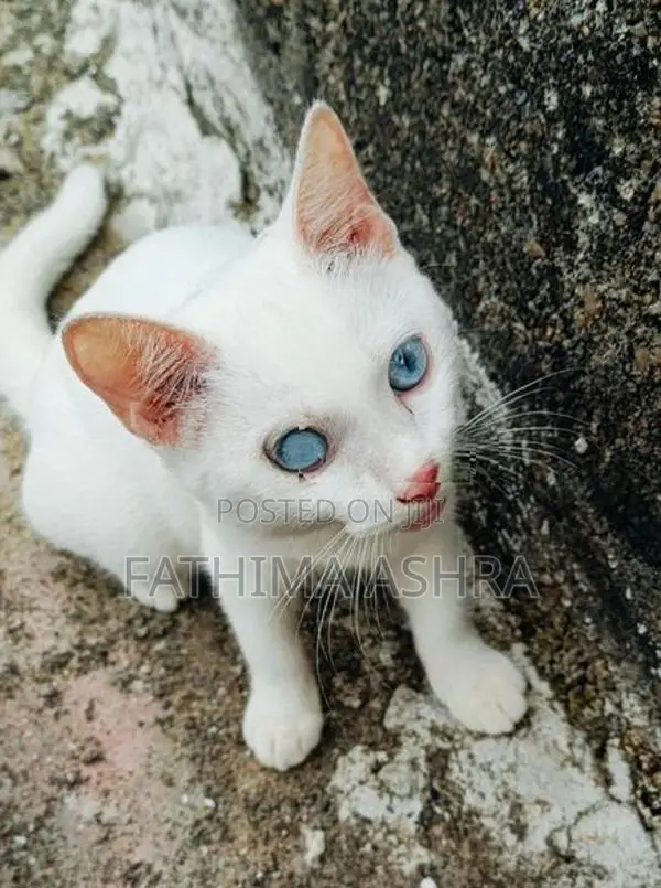 Persian mix breed
