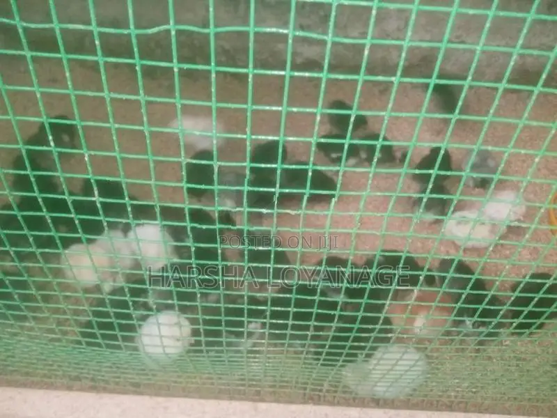 ගම් කුකුල් පැටවුන්