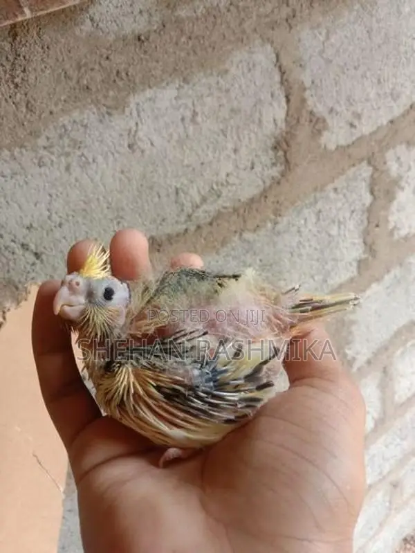 Cockatiel Birds