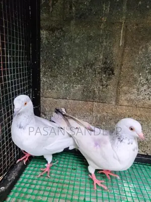 Pigeon