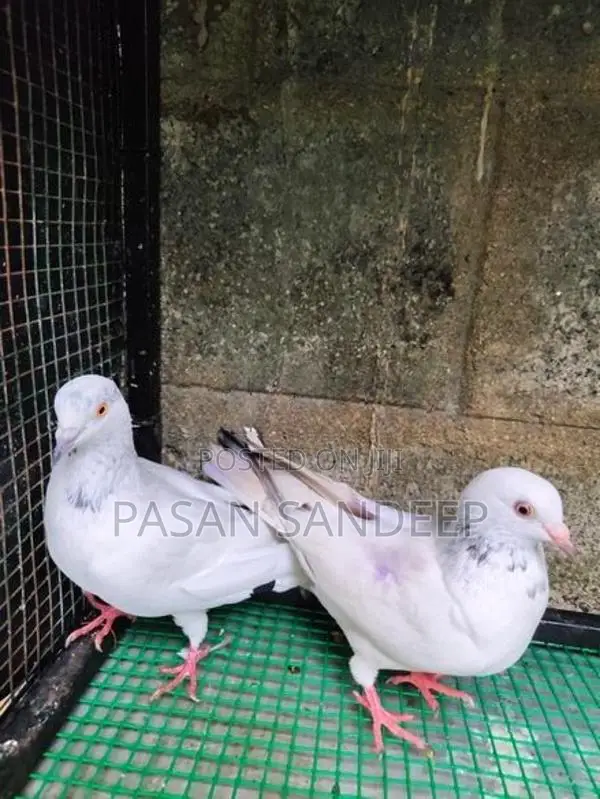 Pigeon