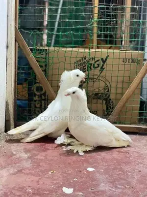 FANCY PIGEON