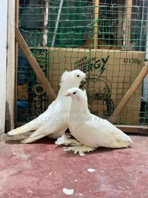 FANCY PIGEON