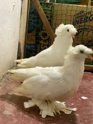 FANCY PIGEON