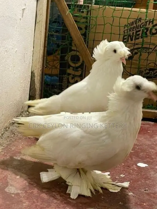 FANCY PIGEON