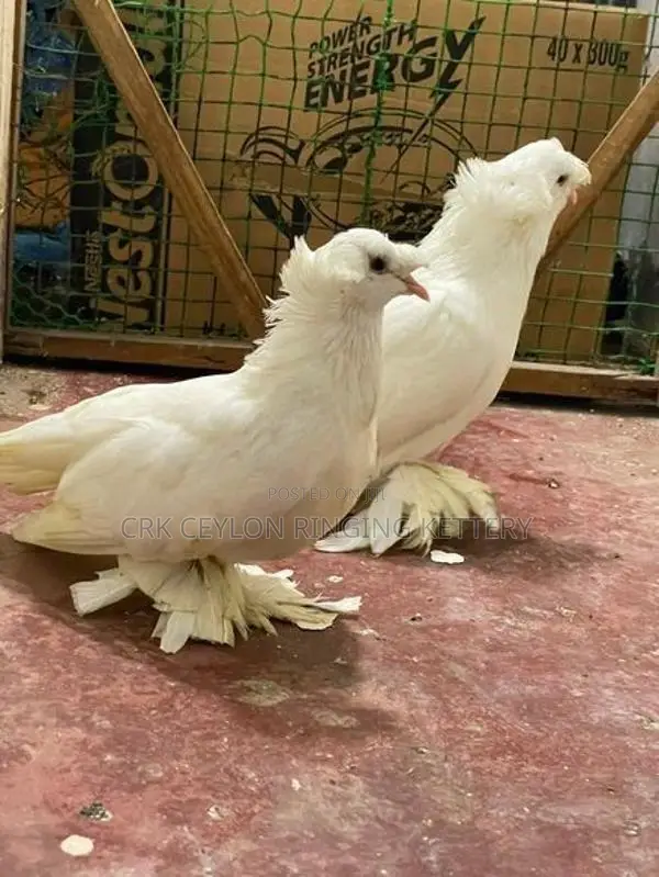 FANCY PIGEON
