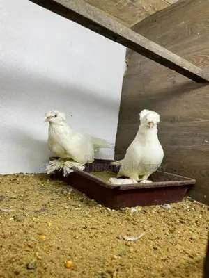 FANCY PIGEON