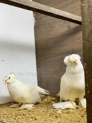 FANCY PIGEON