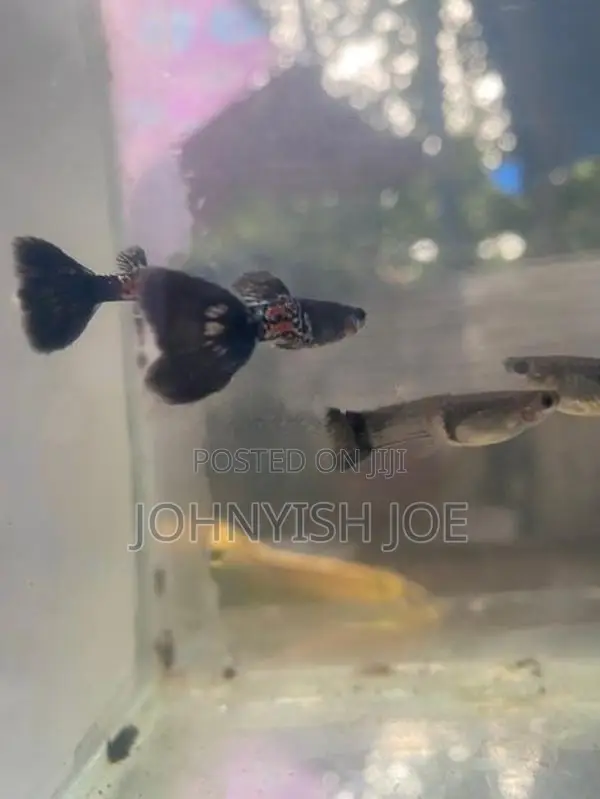 Guppy Fish