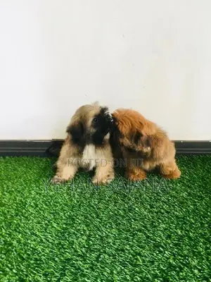 Shih Tzu Puppies