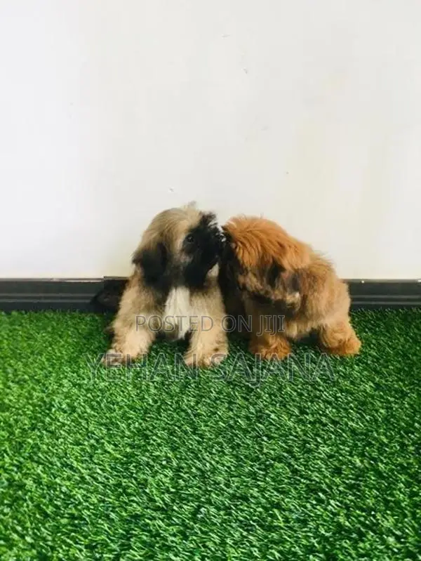 Shih Tzu Puppies