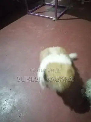 Shih Tzu Puppy