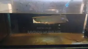 Arowana Fish