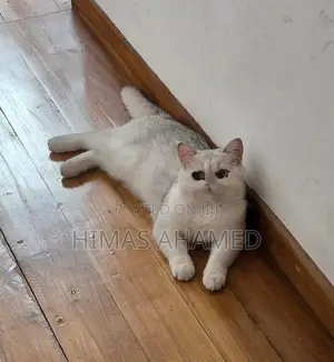 Pedigree British Short Hair Male Cat