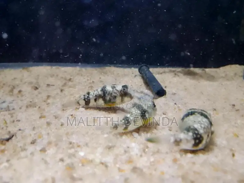 Puffer Fish