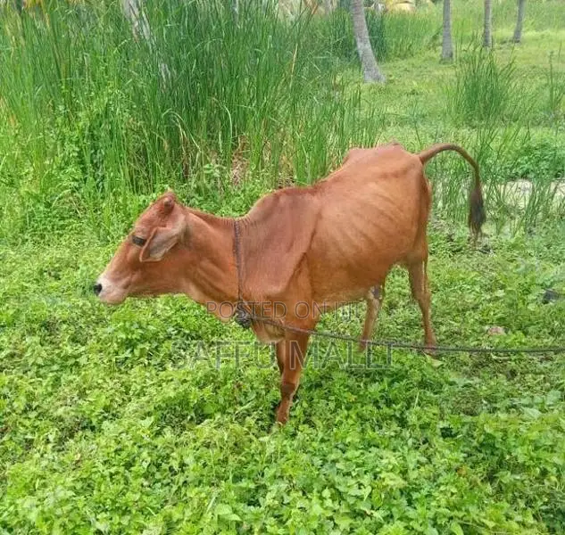 Farm Cow